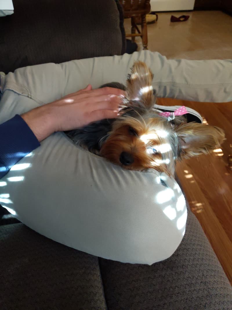 A hand resting on a Yorkshire terrier curled in a grey pet bed