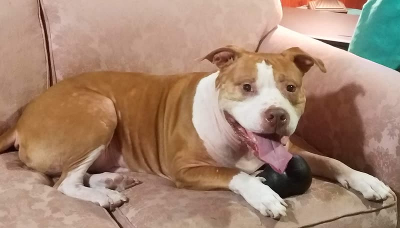 A tan-and-white Staffordshire-type dog lying on a pink sofa with a chew toy