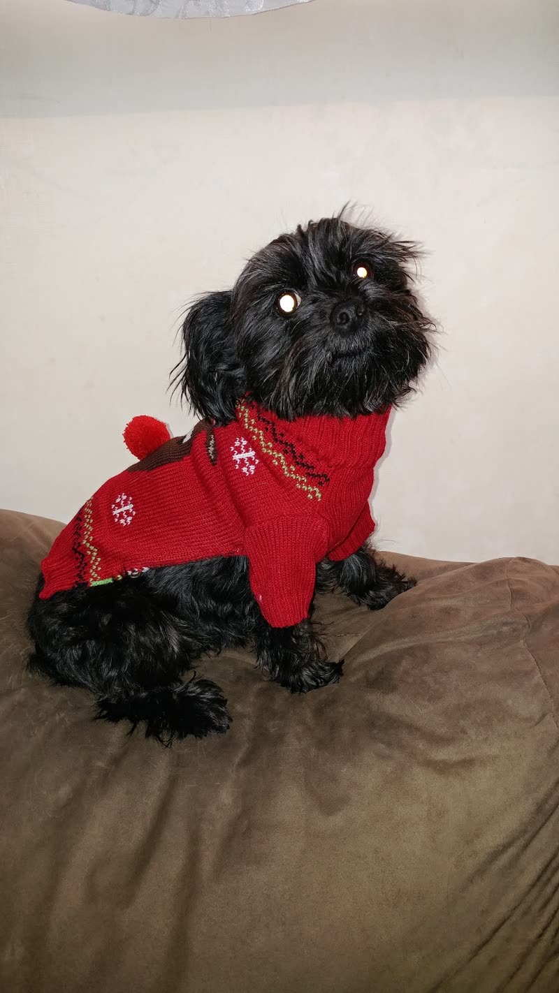 A small black curly-coated dog in a red coat sitting against a plain wall