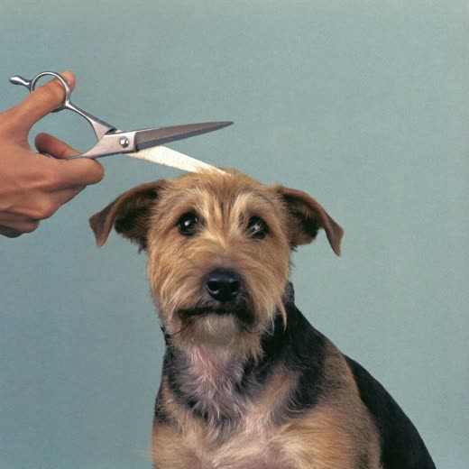 A dog having its coat trimmed with grooming scissors