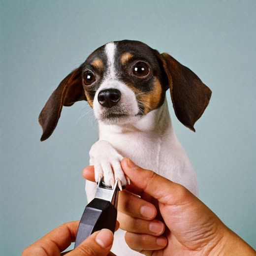 A dog's paw having its nails trimmed